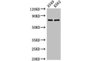 Western Blot Positive WB detected in: A549 whole cell lysate, K562 whole cell lysate All lanes: POLH antibody at 2. (POLH antibody  (AA 408-609))