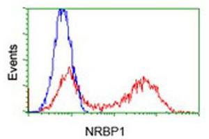 Flow Cytometry (FACS) image for anti-Nuclear Receptor Binding Protein 1 (NRBP1) antibody (ABIN1499828) (NRBP1 antibody)
