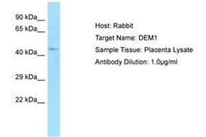 Image no. 1 for anti-Exonuclease 5 (EXO5) (AA 202-251) antibody (ABIN6750050) (EXO5 antibody  (AA 202-251))