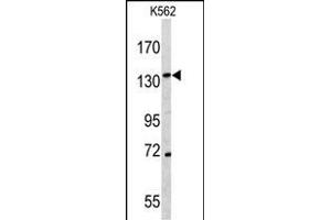 Western blot analysis of C antibody (N-term) (ABIN391501 and ABIN2841466) in K562 cell line lysates (35 μg/lane). (CD163 antibody  (N-Term))