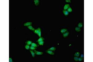 Immunofluorescent analysis of HepG2 cells using ABIN7156207 at dilution of 1:100 and Alexa Fluor 488-congugated AffiniPure Goat Anti-Rabbit IgG(H+L) (IDO1 antibody  (AA 1-403))