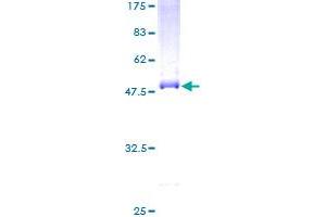 CLEC3B Protein (AA 1-202) (GST tag)