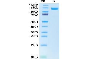 Neural Cell Adhesion Molecule 1 (NCAM1) (AA 20-718) protein (His tag)