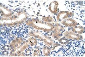 Immunohistochemical staining (Formalin-fixed paraffin-embedded sections) of human kidney with FAM174B polyclonal antibody  at 4-8 ug/mL working concentration. (FAM174B antibody  (N-Term))