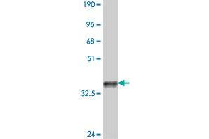 Western Blot detection against Immunogen (36. (BMP6 antibody  (AA 382-471))