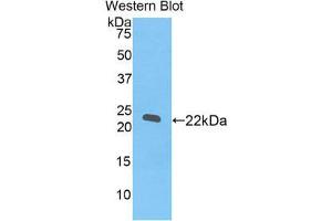 Western Blotting (WB) image for anti-REX2, RNA Exonuclease 2 Homolog (REXO2) (AA 41-213) antibody (ABIN1171729)