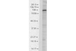Western Blot analysis of Rat brain membrane lysate showing detection of HCN1 protein using Mouse Anti-HCN1 Monoclonal Antibody, Clone S70-28 .