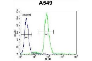 Flow cytometric analysis of A549 cells using  RAD17 Antibody  (right histogram) compared to a negative control cell (left histogram). (RAD17 antibody  (Middle Region))