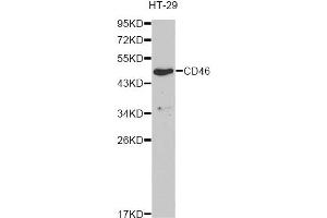 Western blot analysis of extracts of HT-29 cells, using CD46 antibody (ABIN6293305) at 1:1000 dilution. (CD46 antibody)