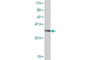 Western Blotting (WB) image for anti-Tumor Necrosis Factor Receptor Superfamily, Member 1A (TNFRSF1A) (AA 40-149) antibody (ABIN563211)