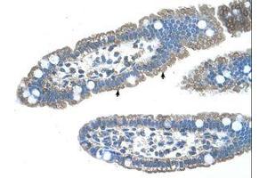 Image no. 1 for anti-Sphingosine-1-Phosphate Receptor 5 (S1PR5) (N-Term) antibody (ABIN203467) (S1PR5 antibody  (N-Term))
