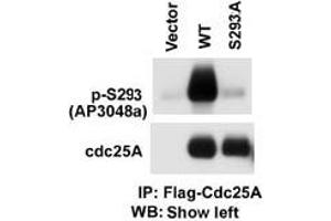The anti-Phospho-CDC25A- Pab (ABIN389530 and ABIN2839578) is used in Western blot to detect Phospho-CDC25A- in cells transfected with wild type or mutant A of CDC25A. (CDC25A antibody  (pSer293))