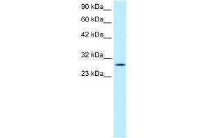 WB Suggested Anti-RGS16 Antibody Titration:  1.