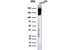 Western Blot Analysis of human spleen tissue lysates using CD45 Mouse Recombinant Monoclonal Antibody (rPTPRC/1460) (Recombinant CD45 antibody)