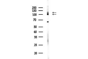 anti-Calsyntenin 1 (CLSTN1) (C-Term) antibody