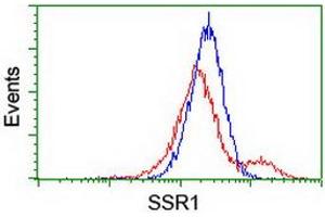 Image no. 2 for anti-Signal Sequence Receptor, alpha (SSR1) antibody (ABIN1501153)