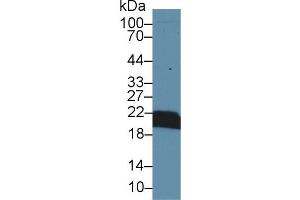 Western blot analysis of Mouse Kidney lysate, using Mouse CYPB Antibody (1 µg/ml) and HRP-conjugated Goat Anti-Rabbit antibody ( (PPIB antibody  (AA 34-216))