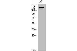 Western Blot analysis of NIH-3T3 cells using Integrin α2 Polyclonal Antibody (ITGA2 antibody  (C-Term))