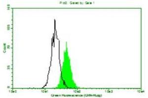 Above is the histogram of Mouse anti-Human beta 2 Micro Globulin monoclonal antibody (D2A10) 1:100 (10ug/mL) staining of Hela cells. (beta-2 Microglobulin antibody)