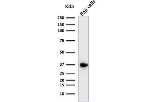 Western Blot Analysis of Raji cell lysate using BOB1 Mouse Monoclonal Antibody (BOB1/2421). (POU2AF1 antibody  (AA 148-255))