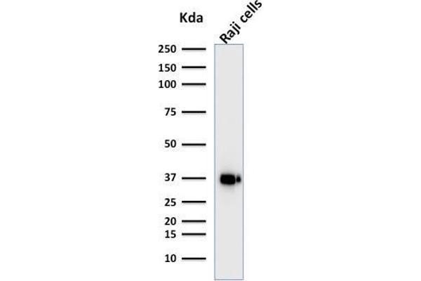 POU2AF1 antibody  (AA 148-255)