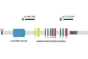 Image no. 1 for anti-Adenomatous Polyposis Coli (APC) antibody (ABIN1105400) (APC antibody)