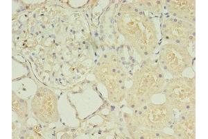 Immunohistochemistry of paraffin-embedded human kidney tissue using ABIN7155725 at dilution of 1:100