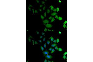 Immunofluorescence analysis of U2OS cells using PSG1 antibody (ABIN6293474).