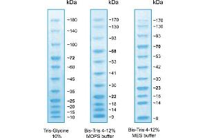 SDS-PAGE (SDS) image for BlueAQUA Prestained Protein Ladder (ABIN2868520) (BlueAQUA Prestained Protein Ladder)