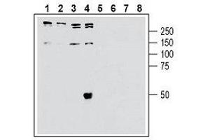 Western blot analysis of human Jurkat T-cell leukemia cell line lysate (lanes 1 and 5), human SH-SY5Y neuroblastoma cell line lysate (lanes 2 and 6), human Colo-205 colon adenocarcinoma cell line lysate (lanes 3 and 7) and HepG2 hepatocellular carcinoma (lanes 4 and 8): - 1-4. (SORL1 antibody  (Extracellular, N-Term))