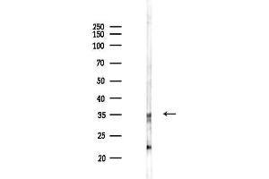 Western blot analysis of lysates from PC12 cells(LPS 4h treatment), using Phospho-PCNA (Tyr211) Antibody at 1/1000 dilution.