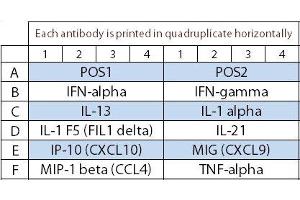 Image no. 1 for Bovine Cytokine Array Q1 (ABIN4956015) (Bovine Cytokine Array Q1)