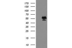 Image no. 2 for anti-Protein Arginine Methyltransferase 2 (PRMT2) antibody (ABIN1500419) (PRMT2 antibody)