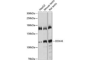 Western blot analysis of extracts of various cell lines, using DDX46 antibody  at 1:1000 dilution. (DDX46 antibody  (AA 682-1031))