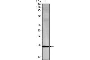 Western Blotting (WB) image for anti-Interferon gamma (IFNG) antibody (ABIN1107646) (Interferon gamma antibody)