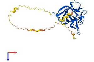 FGF11 Protein (AA 1-225) (His tag)