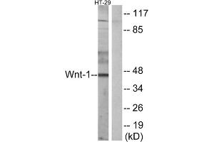 Western blot analysis of extracts from HT-29 cells, using WNT1 antibody. (WNT1 antibody  (C-Term))