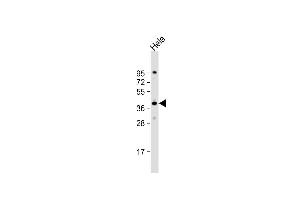 Anti-DNAJB4 Antibody (C-Term) at 1:2000 dilution + Hela whole cell lysate Lysates/proteins at 20 μg per lane. (DNAJB4 antibody  (AA 216-248))