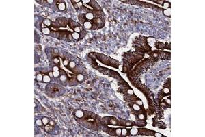 Immunohistochemical staining of human duodenum shows strong cytoplasmic and membranous positivity in glandular cells. (WNT8A antibody)