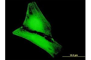 Immunofluorescence of purified MaxPab antibody to MGC50559 on HeLa cell. (METTL20 antibody  (AA 1-262))