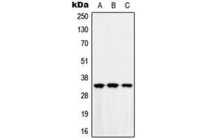 Western blot analysis of MAD2L1BP expression in HEK293T (A), Raw264. (MAD2L1BP antibody  (N-Term))