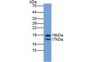 Western blot analysis of recombinant Human ITIH4. (ITIH4 antibody  (AA 273-424))