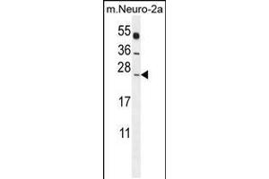 Western blot analysis in mouse Neuro-2a cell line lysates (35ug/lane). (POLR2J antibody  (C-Term))