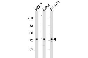 KIF22 antibody  (AA 423-456)
