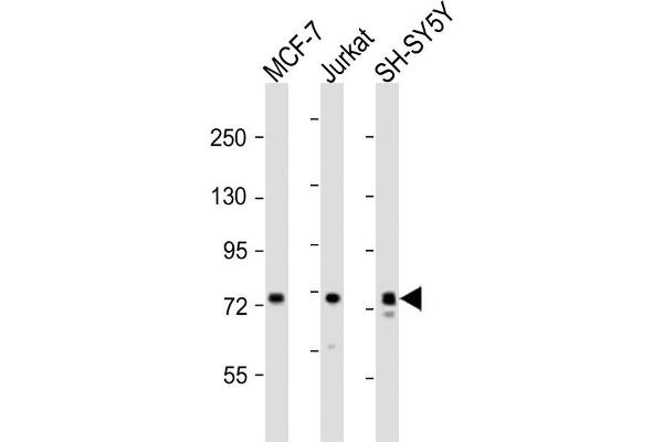 KIF22 anticorps  (AA 423-456)