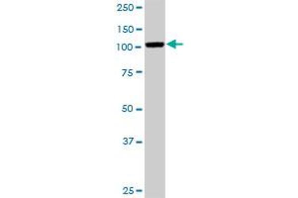 MCC antibody  (AA 1-829)
