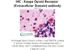 Image no. 1 for anti-Opioid Receptor, kappa 1 (OPRK1) (2nd Extracellular Domain) antibody (ABIN1736158) (OPRK1 antibody  (2nd Extracellular Domain))