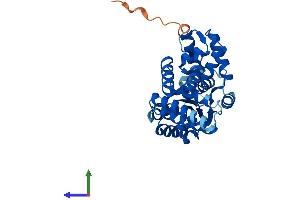 AlphaFold protein structure predicition of Mouse Recombinant Rfc5 Protein, UniprotID Q9D0F6 (RFC5 Protein (AA 1-339) (His tag))