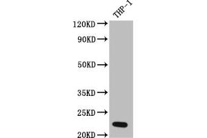 Western Blot Positive WB detected in: THP-1 whole cell lysate All lanes: IL23 antibody at 1:1000 Secondary Goat polyclonal to rabbit IgG at 1/50000 dilution Predicted band size: 21 kDa Observed band size: 21 kDa (Recombinant IL23A antibody)