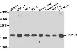 Western blot analysis of extracts of various cell lines, using UBE2V2 antibody (ABIN5975744) at 1/1000 dilution.